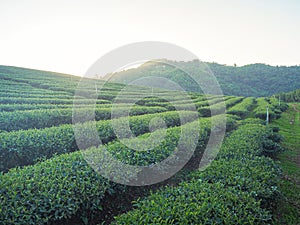 Landscape beautiful of the tea plantations with mountains background