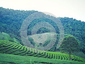 Landscape beautiful of the tea plantations with mountains background