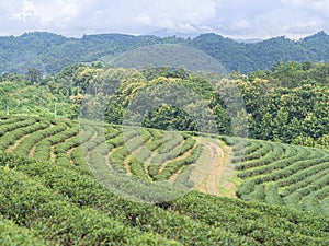 Landscape beautiful of the tea plantations with mountains background