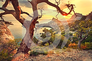 Landscape with beautiful view on mountain valley and old tree