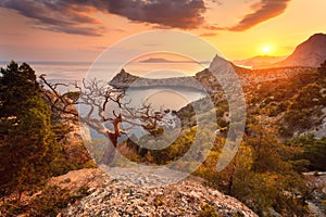 Landscape with beautiful view on mountain valley and tree