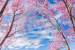 De hermoso Salvaje Himalaya cereza floreciente rosa flores sobre el a de 