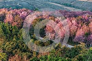 De hermoso Salvaje Himalaya cereza floreciente rosa flores sobre el a de 