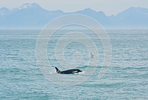 Landscape with a beautiful wild orca  orcinus /cetacean /killer whale and a fulmar in Andenes, north of Norway photo