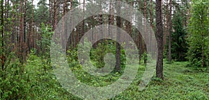 Landscape of Belarus - pine forest