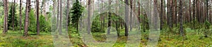 Landscape of Belarus - pine forest