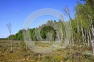 Landscape in Berezinsky Biosphere Reserve