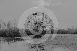 Landscape of the Biebrza marshes in Podlasie in Poland