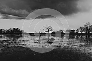 Landscape of the Biebrza marshes in Podlasie in Poland