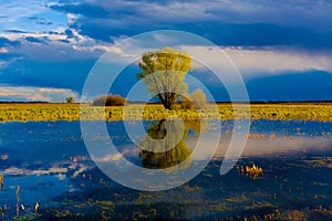 Landscape of the Biebrza marshes in Podlasie in Poland