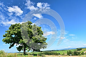 Landscape of Biei, Hokkaido.