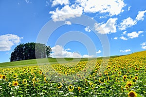 Landscape of Biei, Hokkaido.