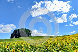 Landscape of Biei, Hokkaido.