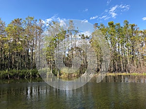 autumn cypress swamp landscape