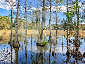 Big Cypress National Swamp