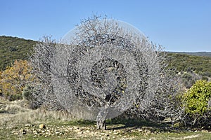 Landscape of big fig tree without leaves