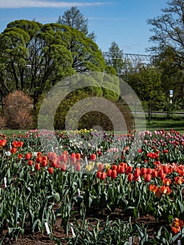 Landscape of big flower bed of tulips (tulipa) in red, orange, yellow, pink and white colours