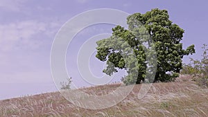 Landscape with big tree and high grass sky. wind tree grass sky. Background.