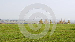 Landscape birch on a green field. Wild nature and rural field. Panoramic.