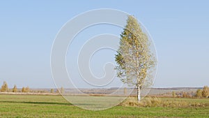 Landscape birch on a green field. Wild nature and rural field. Wavy horizon lines meet clear sky.