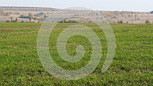 Landscape birch on a green field. Wild nature and rural field. Wavy horizon lines meet clear sky. Panoramic.