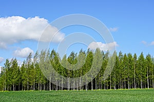 Landscape with a birch grove and green cereal fields in the foreground