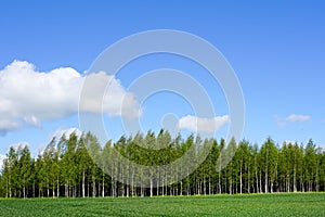 Landscape with a birch grove and green cereal fields in the foreground