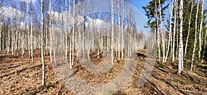 Landscape of birch grove with young trees