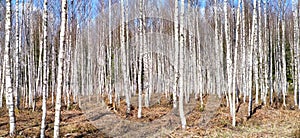 Landscape of birch grove with young trees