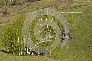 Landscape with birches