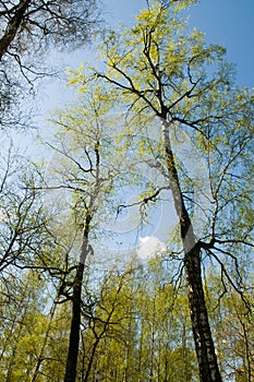 Landscape with birches