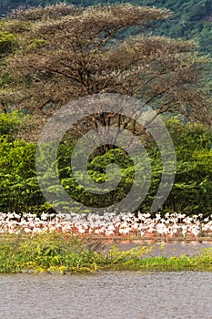 Landscape with birds. Flamingo of Lake Baringo. Africa