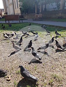 Landscape. Birds, pigeons gathered in a pack. They walk along the soil with green grass and peck crumbs of bread. In the distance