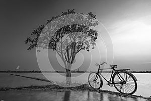 Landscape Black and white alone tree bycycle