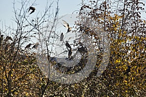 Landscape with blackbirds in winter