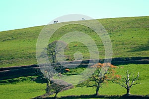 Landscape in Blackdown Hill