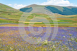 landscape in bloom, flowering in Castelluccio - Umbria, Italy.