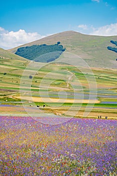 landscape in bloom, flowering in Castelluccio - Umbria, Italy.