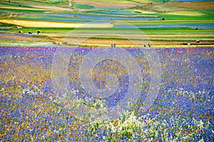 landscape in bloom, flowering in Castelluccio - Umbria, Italy.