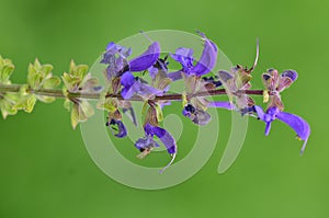 Landscape of blooming blue flower.