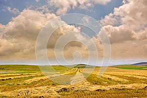 Landscape with blooming fields in summer, Dobrogea, Romania