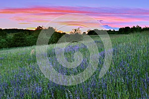 Landscape with blooming meadow purple flowers in the grass and beautiful colorful sky at dusk