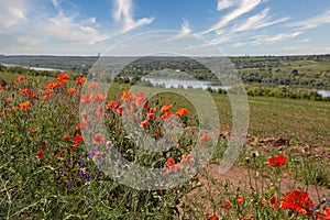 Landscape with blooming poppies and river Dniester