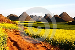 Landscape of blooming rapeseed