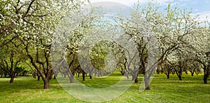 Landscape with blossoming Apple garden in spring