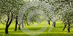 Landscape with blossoming Apple garden in spring