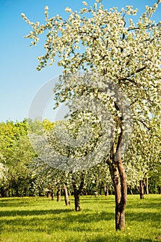 Landscape with blossoming Apple garden in spring