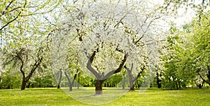 Landscape with blossoming Apple garden in spring photo