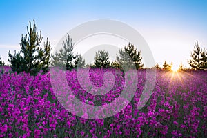 Landscape with the blossoming meadow at sunrise