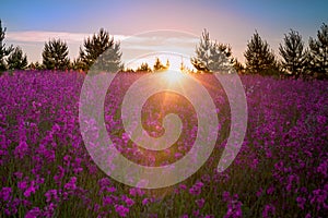 Landscape with the blossoming meadow at sunrise